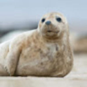 Meet your Posher, Brom